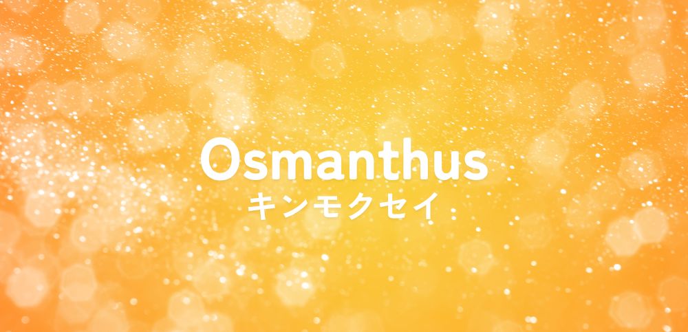 osmanthus